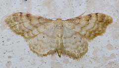 Idaea fuscovenosa
