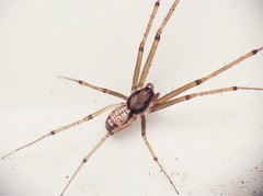 Floronia bucculenta