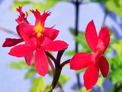 Epidendrum × obrienianum
