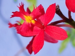Epidendrum × obrienianum