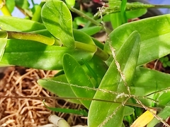 Epidendrum × obrienianum