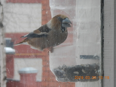 Coccothraustes coccothraustes