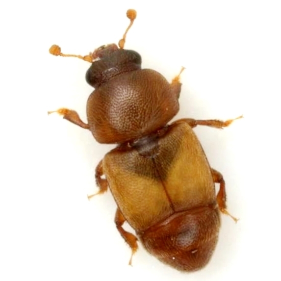 Cactus Sap Beetle