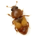 Cactus Sap Beetle - Photo (c) Mike Quinn, Austin, TX, some rights reserved (CC BY-NC), uploaded by Mike Quinn, Austin, TX
