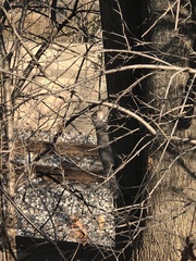 Sciurus carolinensis