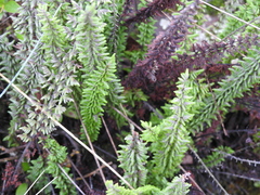 Cheilanthes pruinata