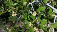 Cercocarpus betuloides betuloides