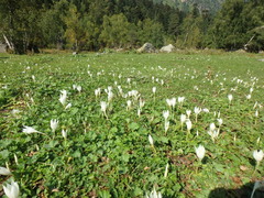 Crocus vallicola