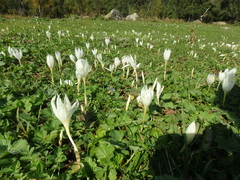 Crocus vallicola