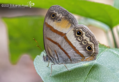 Cissia pseudoconfusa