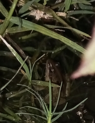 Ptychadena erlangeri