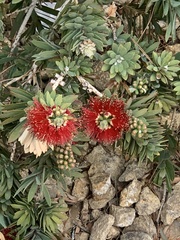 Melaleuca