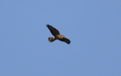 Buteo buteo