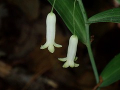 Polygonatum biflorum biflorum