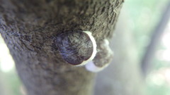 Neopulvinaria innumerabilis