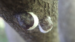 Neopulvinaria innumerabilis