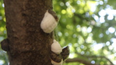 Neopulvinaria innumerabilis