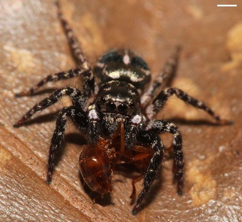 Twin-flagged Jumping Spider