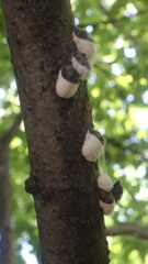 Neopulvinaria innumerabilis