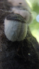 Neopulvinaria innumerabilis