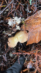 Guepinia helvelloides