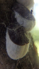 Neopulvinaria innumerabilis