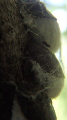 Neopulvinaria innumerabilis