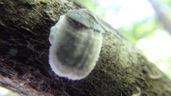 Neopulvinaria innumerabilis