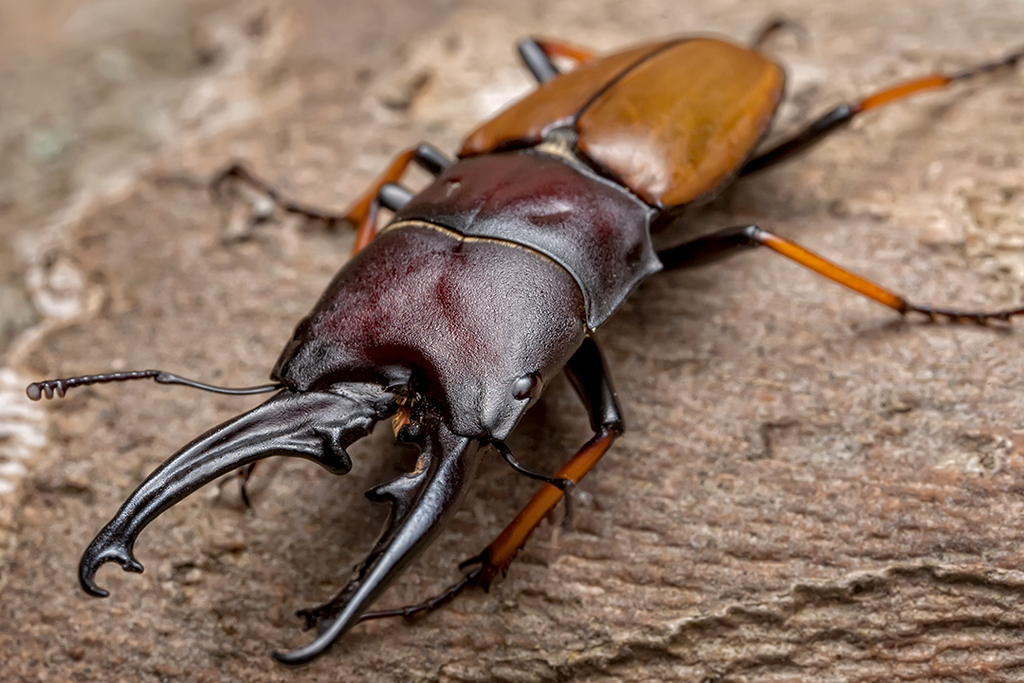 Leptinopterus
