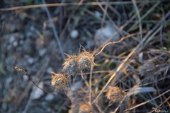 Atractylis cancellata