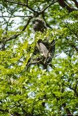 Trachypithecus selangorensis