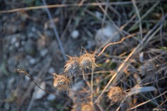 Atractylis cancellata