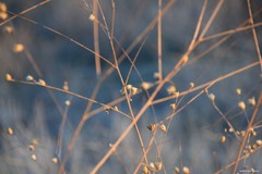 Mantisalca salmantica