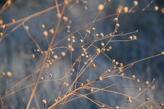 Mantisalca salmantica