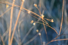 Mantisalca salmantica