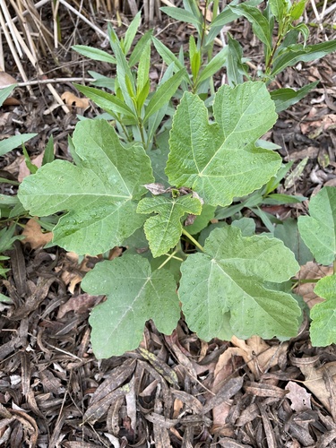 iNaturalist observation photo of common fig