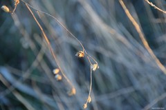 Mantisalca salmantica