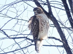 Buteo jamaicensis × lineatus