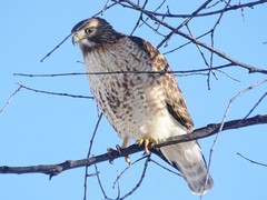Buteo jamaicensis × lineatus