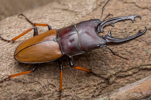 Leptinopterus tibialis (Eschscholtz, 1822)