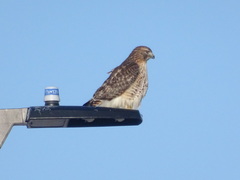 Buteo jamaicensis × lineatus
