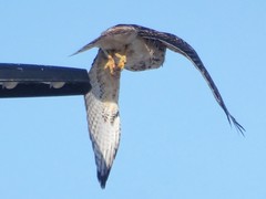 Buteo jamaicensis × lineatus
