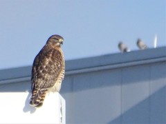 Buteo jamaicensis × lineatus