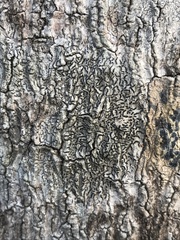 Graphis bifera