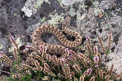 Vipera aspis zinnikeri