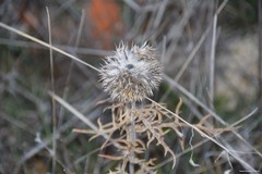 Echinops strigosus