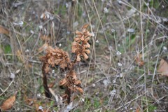 Orobanche amethystea