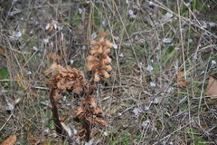 Orobanche amethystea