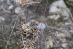 Echinops strigosus