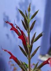 Salvia longistyla